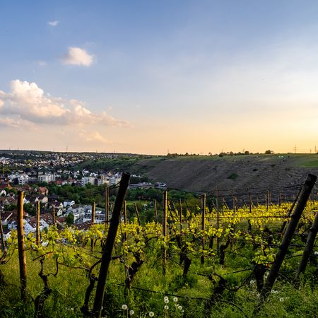 Schönste Weinsicht Blick Besigheim