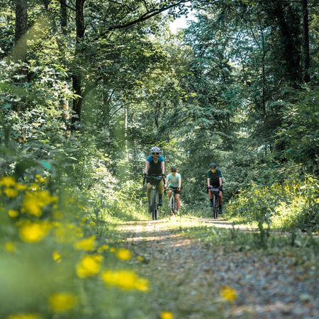 Fahrradweg durch den Wald
