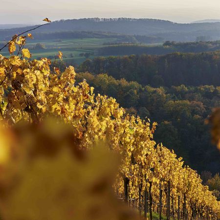 Blick über das Rebenmeer