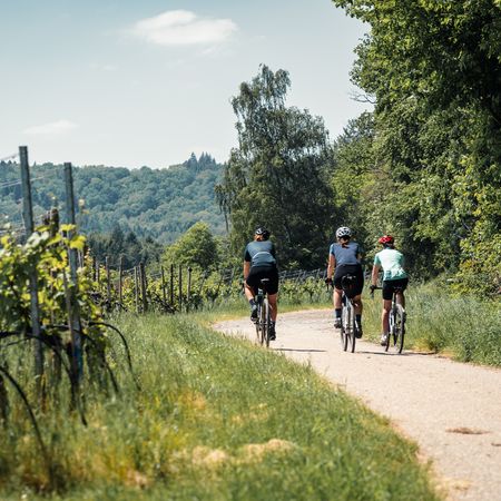 Fahrradweg entlang der Weinberge
