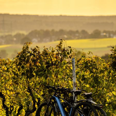 Hügelpause in den Weinbergen