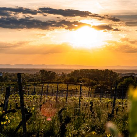 Aussicht vom Goldberg in Bad Schönborn über Rheinebene und Pfälzer Berge