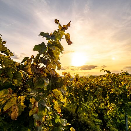 Herbstgeflüster im Land der 1000 Hügel