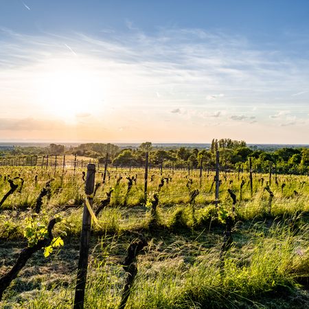 Weinberge auf dem Goldberg Bad Schönborn Aussicht