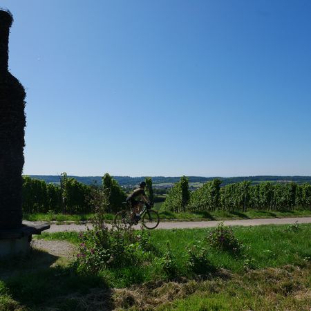 Fahrradweg durch die Weinberge