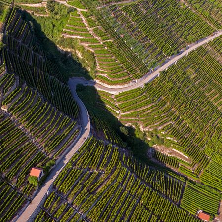 Weg durch die Weinberge