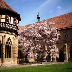 Magnolienbaum im Kreuzgarten des Klosters Maulbronn