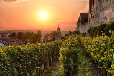 Panorama Stadtansicht Lauffen . N.
Weinsüden Weinort Lauffen am Neckar | © © Ulrich Seidel | Stadtverwaltung Lauffen a.N.