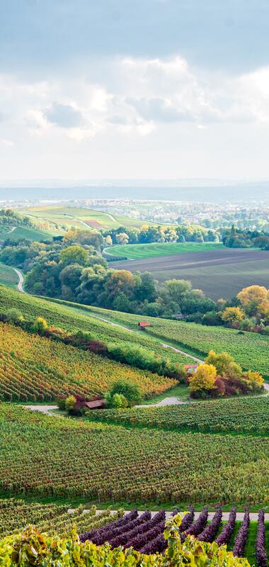 Ausblick über das Zabergäu im Naturpark Stromberg-Heuchelberg - Weinlandschaft HeilbronnerLand | Brackenheim, HeilbronnerLand, Baden-Württemberg, Deutschland