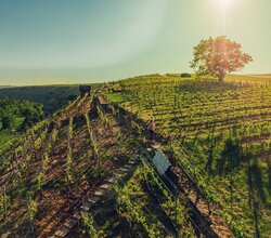 Lauffen am Neckar, Neckartal, HeilbronnerLand, Baden-Württemberg, Deutschland, Chris Frumolt Mai 2021, Katzenbeißer-Steillagen, Steillagen-Areal, Württemberg, Weinlandschaft