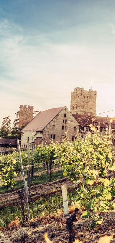 Burg Neipperg im Naturpark Stromberg-Heuchelberg - Panorama | Brackenheim, Zabergäu, HeilbronnerLand, Baden-Württemberg, Deutschland