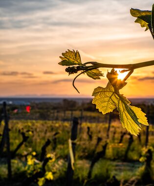 Fotoshooting Aussichtsreich Bad Schönborn - Geronimo Schmidt | © Geronimo Schmidt