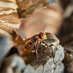 Hornissen in der WildkräuterWelt am Naturparkzentrum Stromberg-Heuchelberg bei Zaberfeld | © Dietmar Denger