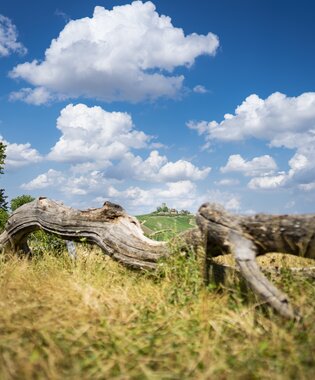 Baumstamm auf einer Streuobstwiese bei Sulzfeld im Naturpark Stromberg-Heuchelberg, im Hintergrund die Burg Ravensburg | © Dietmar Denger