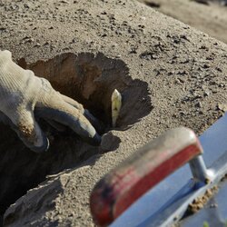 Fotoshooting Frühjahr - Spargelernte - Bruchsal - Christian Ernst | © all copyrights by www.ch-ernst.de