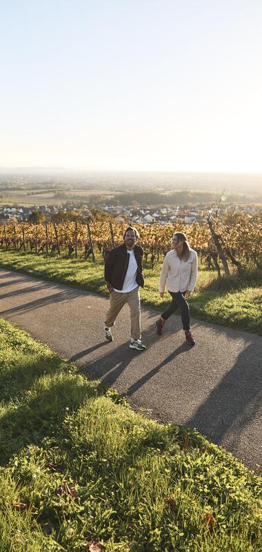 Wandern in den Weinbergen von Malsch, Rhein-Neckar, Letzenberg, Baden Württemberg, Deutschland
