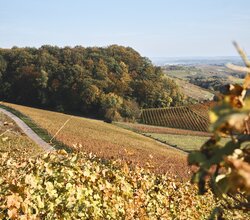 Weinlandschaft im Zabergäu - Herbst im Naturpark Stromberg-Heuchelberg | Brackenheim | Kraichgau-Stromberg & HeilbronnerLand, Baden-Württemberg, Deutschland