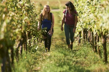 Wandern im Weinberg in Külsheim, Taubertal, Baden-Württemberg, Deutschland | © Stefan Leitner