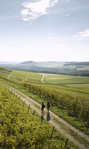 Wandern im Weinberg in Külsheim, Taubertal, Baden-Württemberg, Deutschland