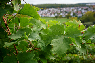 Ferienhaus Fritz Brosi | © Kraichgau-Stromberg Tourismus e.V.