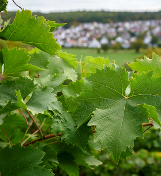 Ferienhaus "Rose" | © Kraichgau-Stromberg Tourismus e.V.