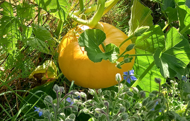 Ferienhof Ott im Rothenburger Land | © Unbekannt