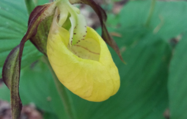 Siegfried Siehr | © Unbekannt