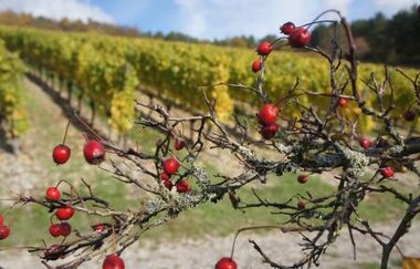 Winzerhof M. Baumann | © Unbekannt