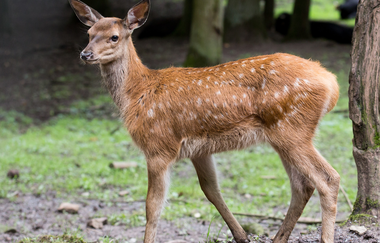 Wohnmobilstellplatz am Wildparadies Tripsdrill | Cleebronn | © Erlebnispark Tripsdrill GmbH & Co. KG