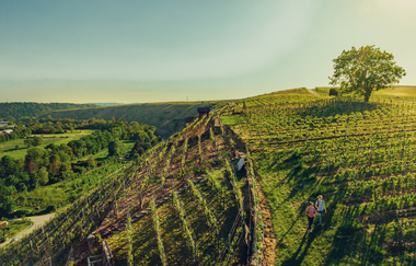 Wandern in den Katzenbeißer-Steillagen | © Touristikgemeinschaft HeilbronnerLand e.V.