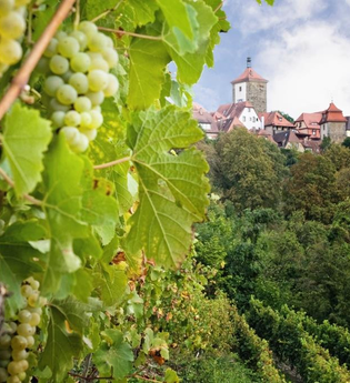 Weinberge in Rothenburg ob der Tauber | © Rothenburg Tourismus Service