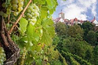 Weinberge in Rothenburg ob der Tauber | © Rothenburg Tourismus Service
