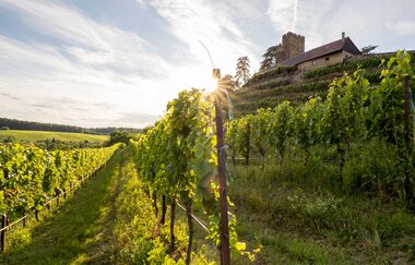 Afterwork auf Burg Neipperg | © Neckar-Zaber-Tourismus e.V.