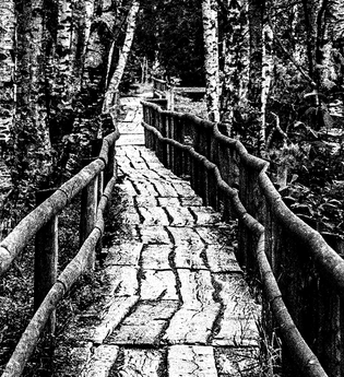Titelseite Ausstellung Wald- und Wasserwelten, Alte Brücke mit Bäumen | © Adrian Schaub