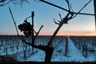 Winter im Weinberg | Winterliche Weinerlebnistouren | © NZT