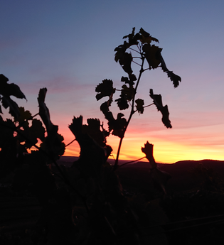 Das Geheimnis der Sternwarte | © Weingut Weiberle