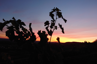 Das Geheimnis der Sternwarte | © Weingut Weiberle