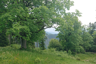 Die sanfte Medizin der Bäume