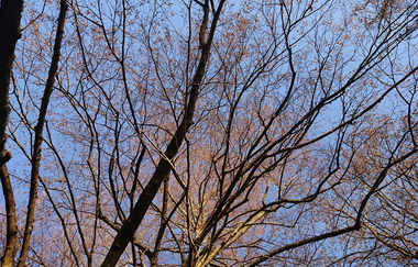 Die sanfte Medizin der Bäume