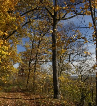 Erlebnisweg Hilsbacher Eichelberg | © Quelle: Landratsamt Rhein-Neckar-Kreis