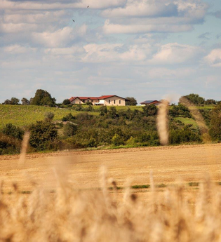 Frühjahrsverkostung | © WEINGUT LUDWIG HONOLD