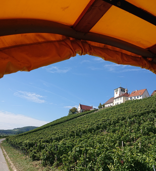 Frühlingserwachen in den Weinbergen | © Weingut Weiberle
