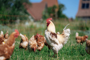 Frühstück auf dem Bauernhof - Naturhof Engel | © TMBW