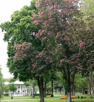 Führung "Baumbegegnungen" | © Kurverwaltung Bad Mergentheim