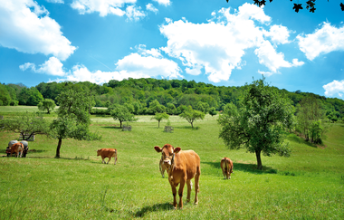 Limpurger Rinder auf grüner Wiese | © Touristikgemeinschaft Hohenlohe e. V. | Landgasthof & Hotel Jagstmühle, Mulfingen