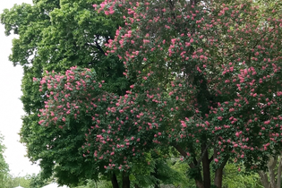 Führung zum Tag des Baumes | © Kurverwaltung Bad Mergentheim