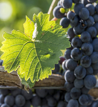 Jahrgangspräsentation Weingut Fürst Hohenlohe-Oehringen | © TMBW