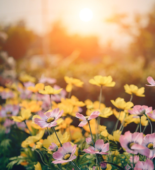 Katrin Iskam "Gärtnerei ohne viel Geschiss"