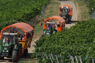 Katzenbeißer Carrus | Planwagen- und Weinbergrundfahrt | Lauffen am Neckar | © Katzenbeisser Carrus Planwagenfahrten GbR