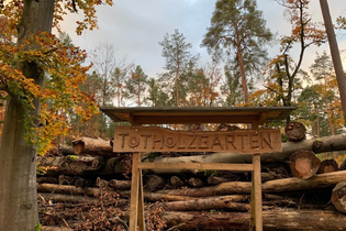 Natürlich künstlich. Wald, Sanddüne und Totholzgarten